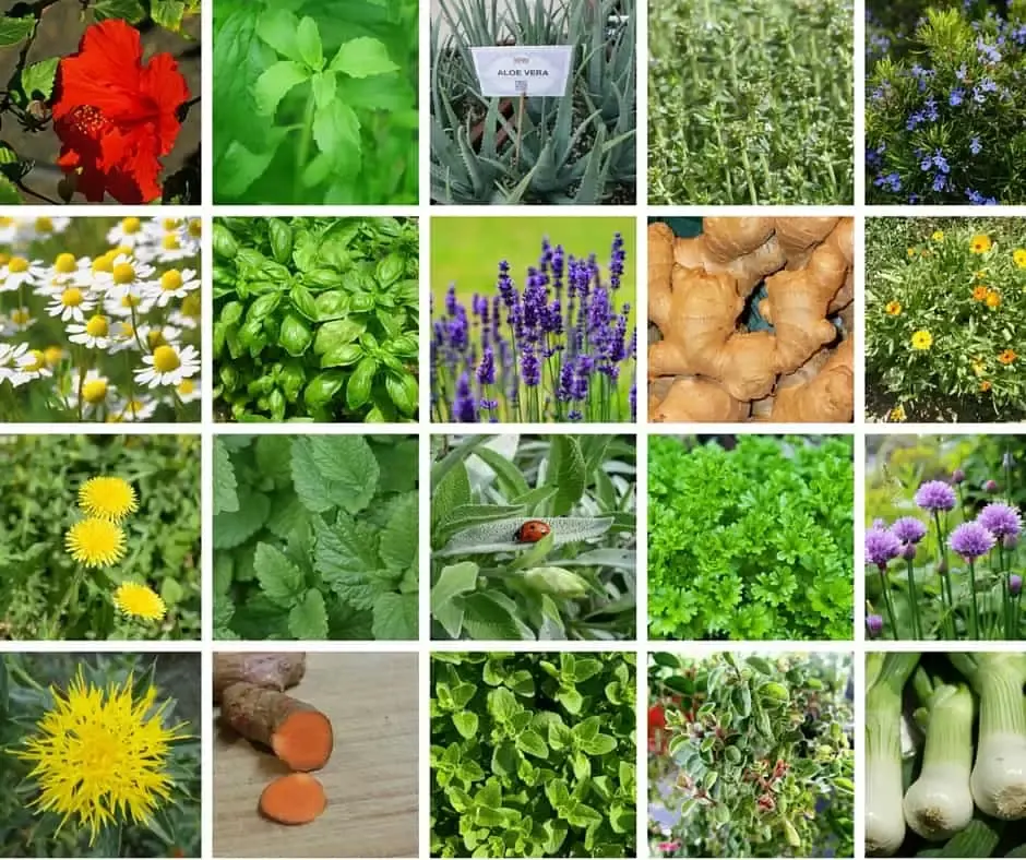 Medicinal-Plants